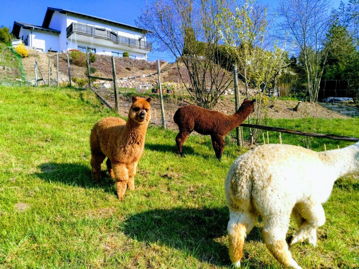 Ferienwohnung Alpaka Blick Schneppenbach Extérieur photo